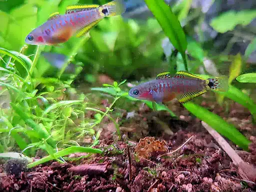 Peacock gudgeon (4 pcs) - Image 2