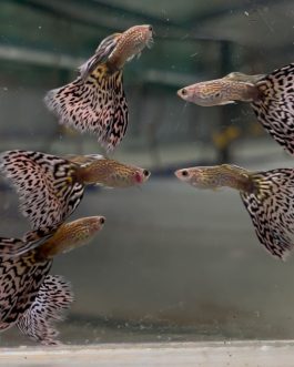 Platinum koi big ear guppy ( pair)