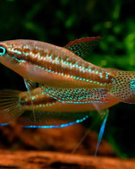 Sparkling gourami ( 4 pcs)
