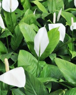 Small sized – Peace Lily/Spathyphyllum