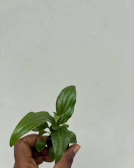 Small sized – Peace Lily/Spathyphyllum