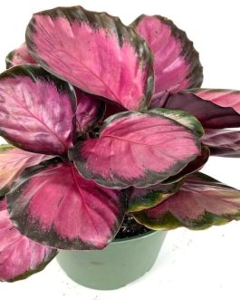 Small sized – Calathea Rusco