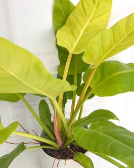 Small sized – Philodendron Golden melinonii
