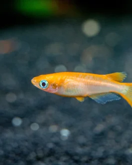 Japanese rice fish mega orange ( 5 pcs)