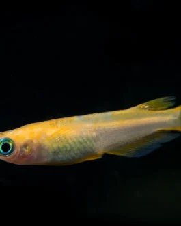 Japanese rice fish mega orange ( 5 pcs)