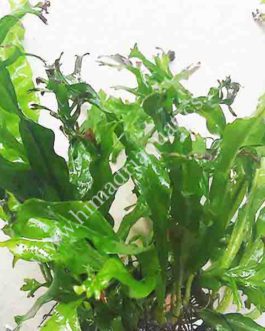 Microsorum pteropus ‘Staghorn fern’ / Windelov fern (plant clump on aquascaping rock)