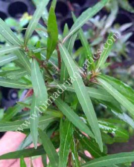 Hygrophila Angustifolia (3 stems)