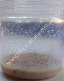 Microworm live culture