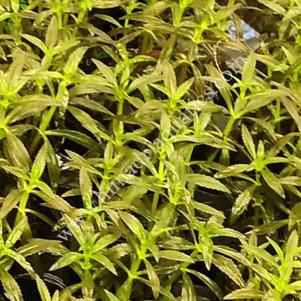 Limnophila Hippuridoides/ Limnophila aromatica (large pot) - Image 7