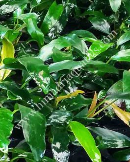 Anubias barteri var. glabra (single plant)