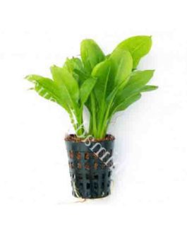Echinodorus grisebachii/ Amazon sword (pot)