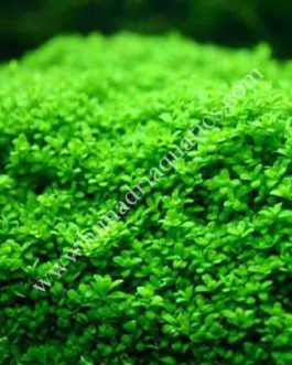 Hemianthus Callitrichoides Cuba (Large Pot/ patch)