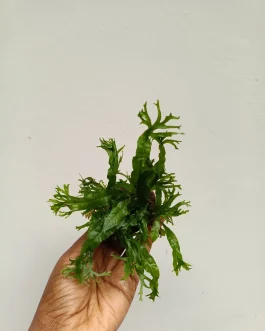 Microsorum pteropus ‘Staghorn fern’ / Windelov fern (plant clump on aquascaping rock)