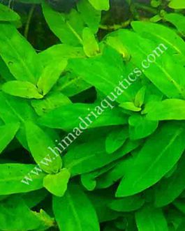 Staurogyne Repens (3 cuttings)