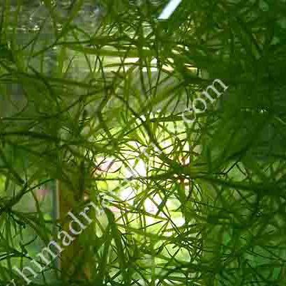 Najas Indica/ guppy grass (10 stems) - Image 3