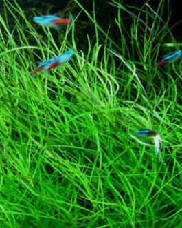 Pogostemon stellatus- octopus (3 stems)