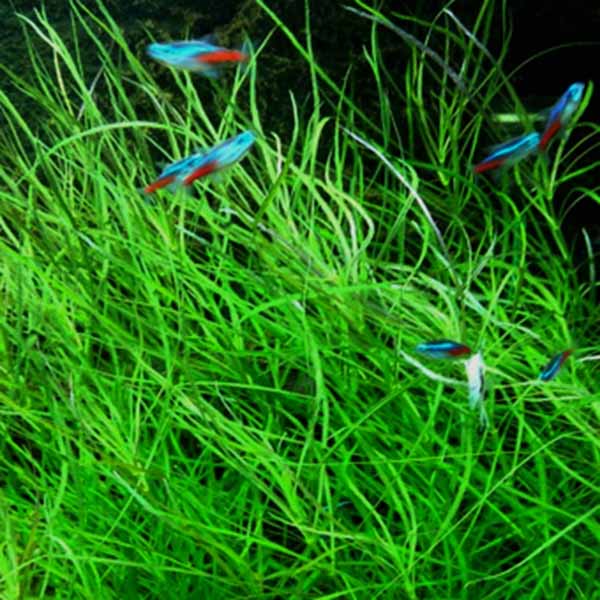 Pogostemon stellatus- octopus (large pot) - Image 2