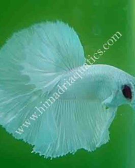 Siamese fighting fish (Betta splendens)