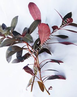 Ludwigia Perennis/ Glandulosa (6 Stem Cuttings)