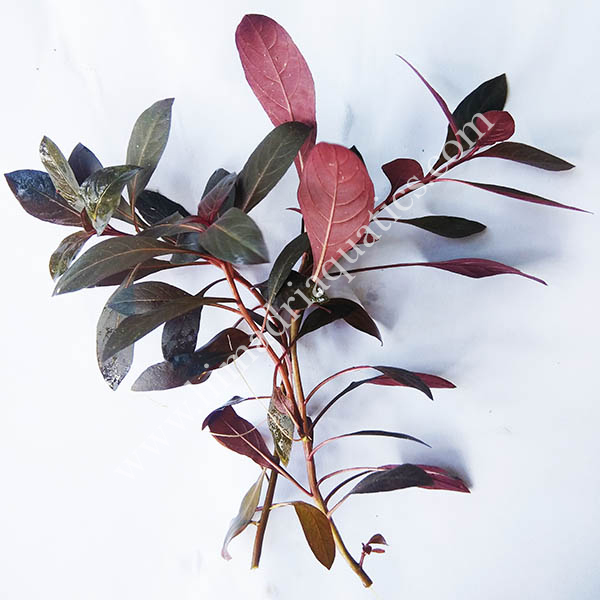 Ludwigia Perennis/ Glandulosa (6 Stem Cuttings)