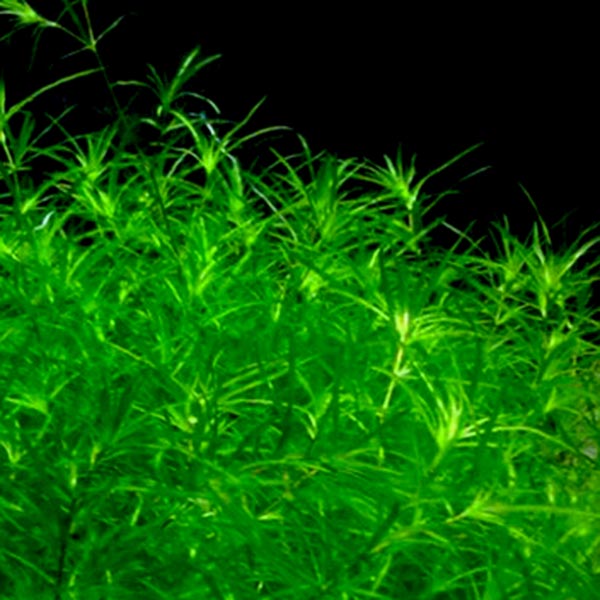 Najas Indica/ guppy grass (10 stems)