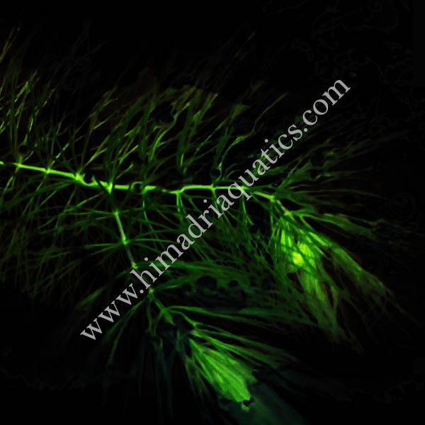 Ceratophyllum demersum /Fox tail (3 stems) - Image 2