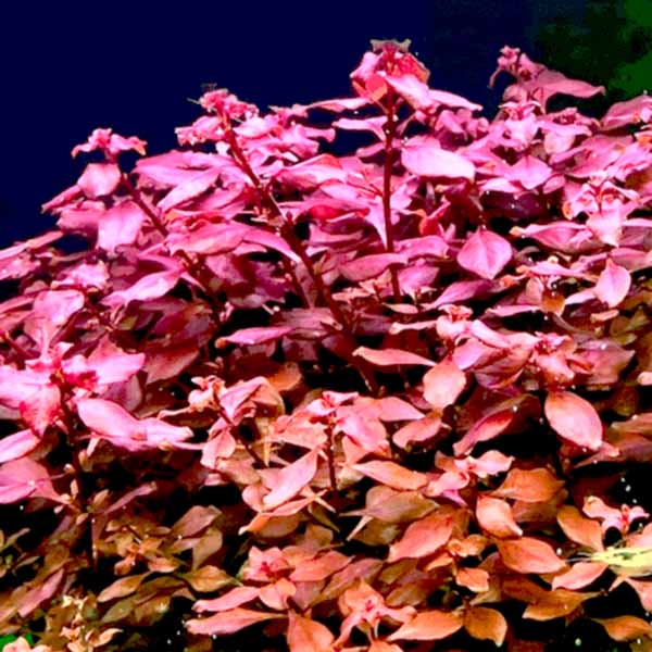 Ludwigia sp Mini Super Red (Large Pot) - Image 2
