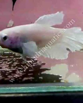 Milky white betta fish pair