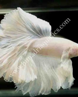 Milky white betta fish pair