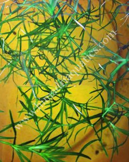 Najas Indica/ guppy grass (10 stems)