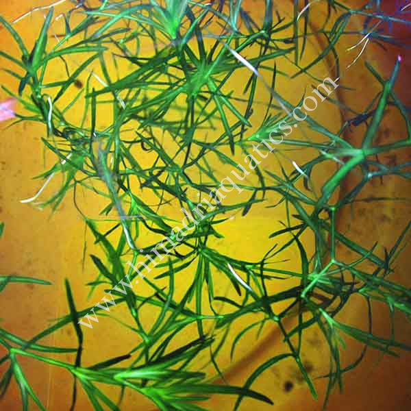 Najas Indica/ guppy grass (10 stems) - Image 2