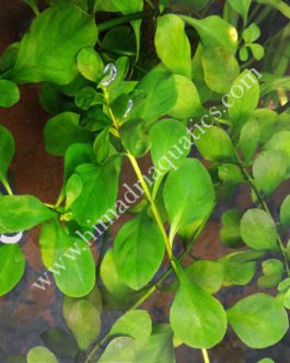 Ludwigia Ovalis (6 stems)