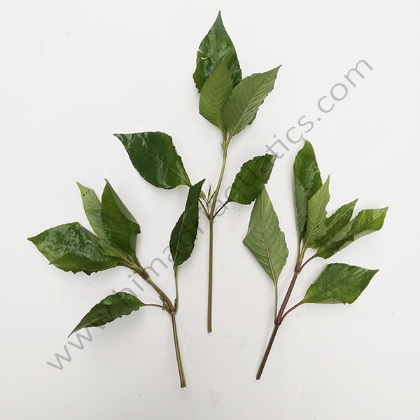 Hygrophila corymbosa /Temple mint/ Giant Hygrophila (3 stems) - Image 2