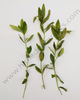 Hygrophila polysperma Green (3 stems)
