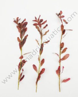 Ludwigia inclinata/ Yellow Ludwigia (6 stems)