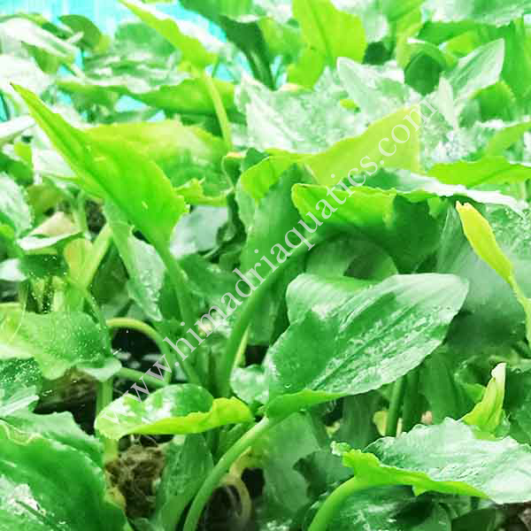 Lagenandra meeboldii -Green (single plant)