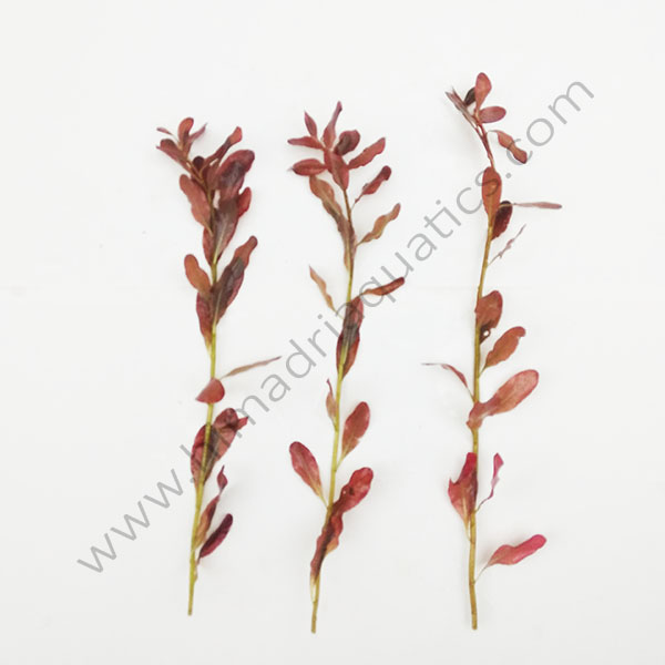 Ludwigia inclinata/ Yellow Ludwigia (6 stems) - Image 2