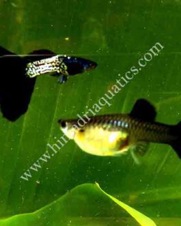 Metal black tail Guppy Pair