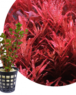 Rotala rotundifolia “Hi Red”/Hra (large Pot)