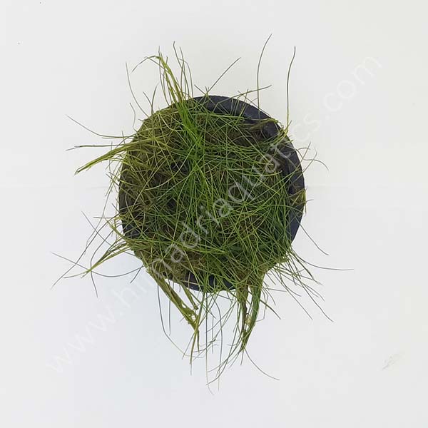 Dwarf Hairgrass/ Eleocharis parvula (1 pot) - Image 3