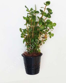 Rotala rotundifolia-green (large pot)