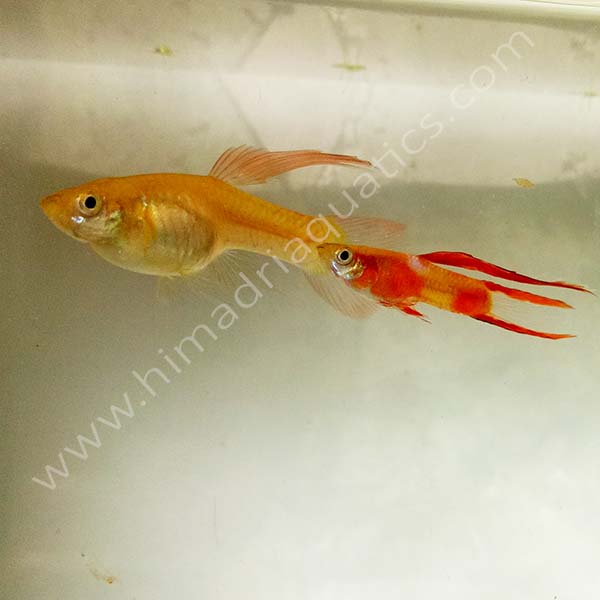 Red coral endler Guppy Pair