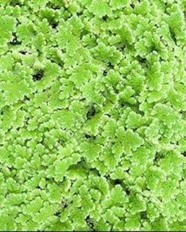 Azolla Caroliniana/ Mosquito fern