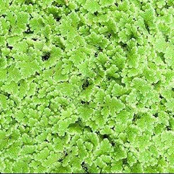 Azolla Caroliniana/ Mosquito fern