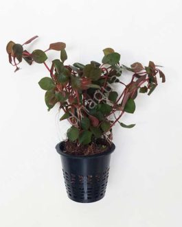 Ludwigia sp Mini Super Red (Large Pot)