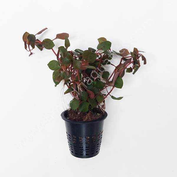 Ludwigia sp Mini Super Red (Large Pot)