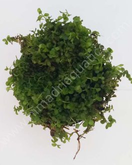 Micranthemum Monte Carlo