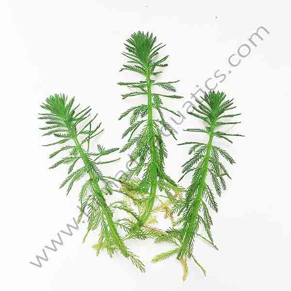 Myriophyllum aquaticum/ parrot feather/ watermilfoil (3 stems)