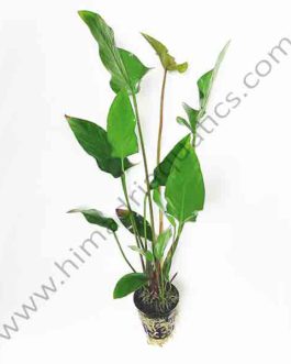 Anubias gracilis(large plant pot)