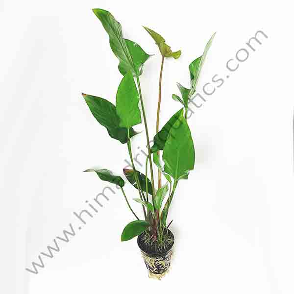Anubias gracilis(large plant pot)